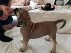 Prodej štěňat vzácného plemene BoerBoel původem z Afriky