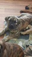 Prodej štěňat vzácného plemene BoerBoel původem z Afriky