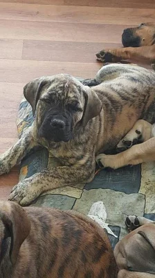 Prodej štěňat vzácného plemene BoerBoel původem z Afriky