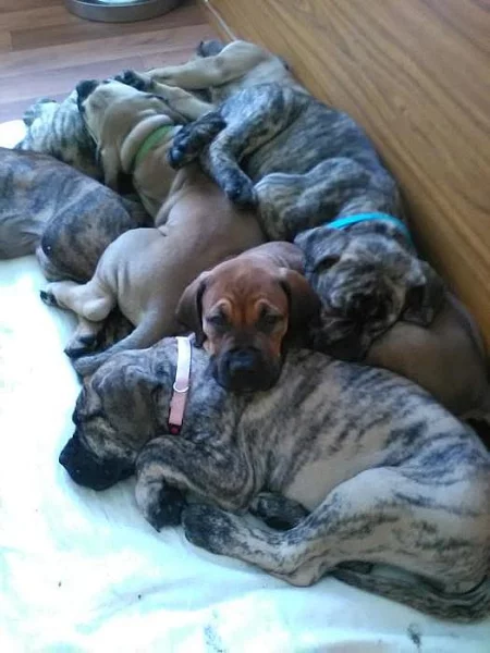 Prodej štěňat vzácného plemene BoerBoel původem z Afriky
