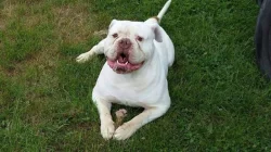 Americky Buldok / American Bulldog