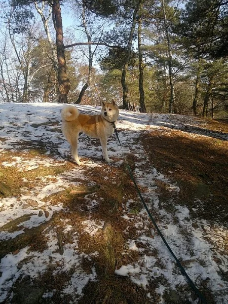 Akita - inu - psa ke krytí