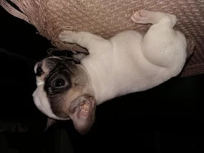 Francouzský buldoček