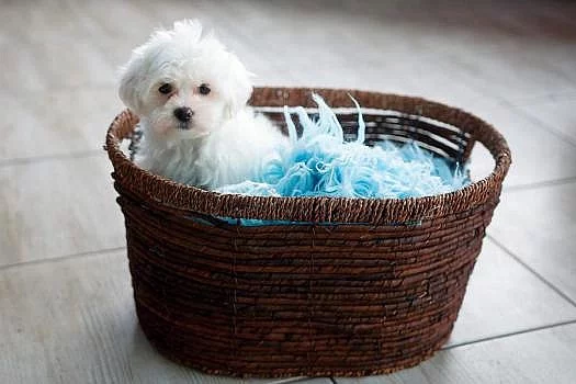 Maltézský psík na prodej bez PP