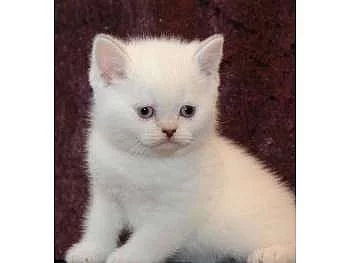 Britská koťata s PP