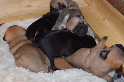 mops Štěňátka s pp