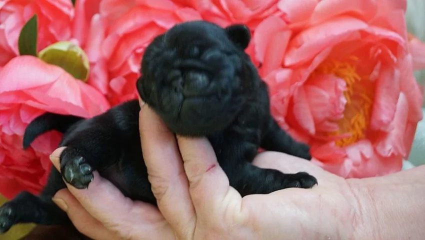 mops Štěňátka s pp