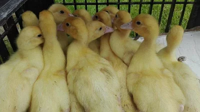 Násadová vejce kachen pižmových
