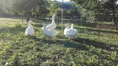 Násadová vejce hus