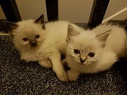Ragdoll koťata s PP