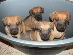 Patterdale terrier