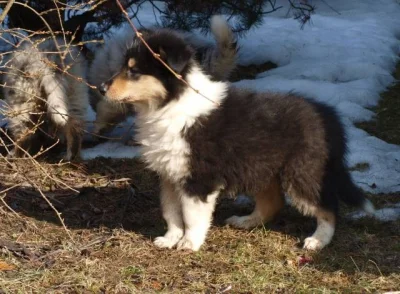 Kolie dlouhosrstá s PP