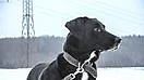 Bailey - kříženec