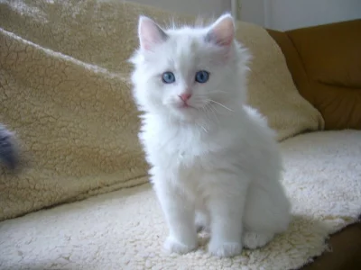 Koťatka Ragdoll bez PP