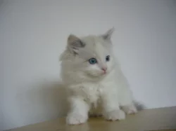 Koťatka Ragdoll bez PP