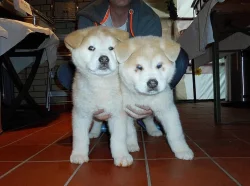 Štěňata Akita-inu