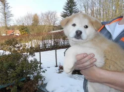 Štěňata Akita-inu