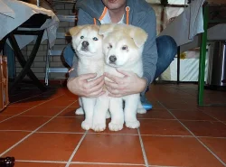 Štěňata Akita-inu