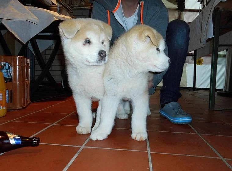 Štěňata Akita-inu