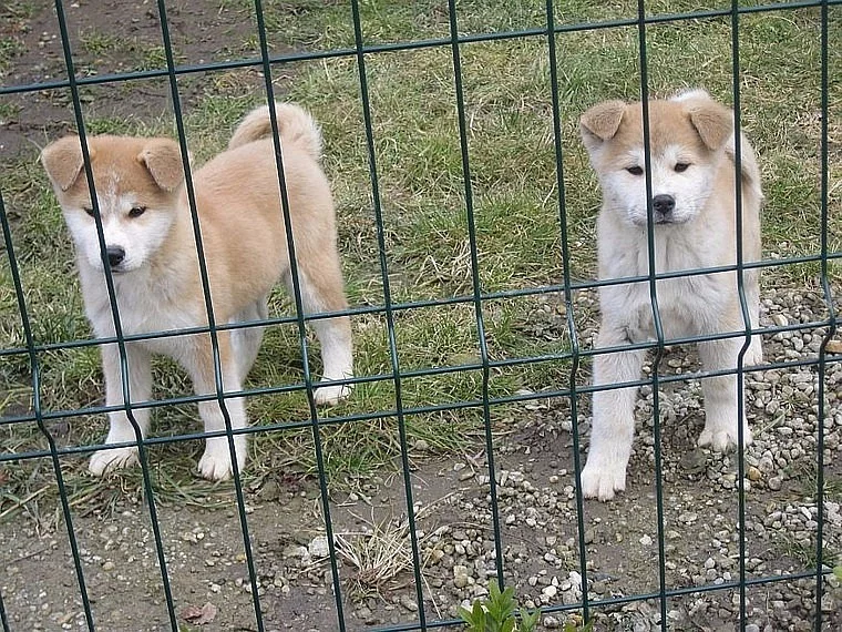 Akita-inu štěňátka s rodokmenem