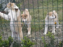 Akita-inu štěňátka s rodokmenem