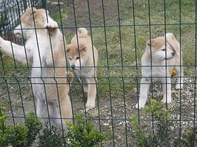 Akita-inu štěňátka s rodokmenem