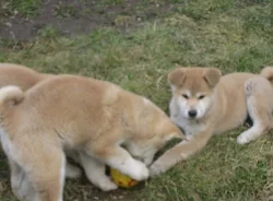Akita-inu štěňátka s rodokmenem
