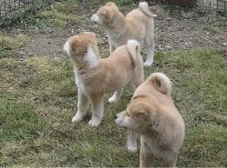 Akita-inu štěňátka s rodokmenem