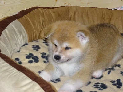 Akita-inu