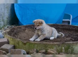 Akita inu čistokrevní pejsci bez PP