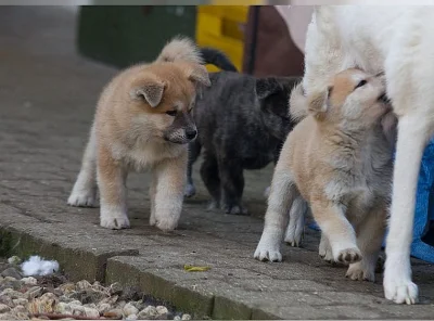 Akita inu čistokrevní pejsci bez PP