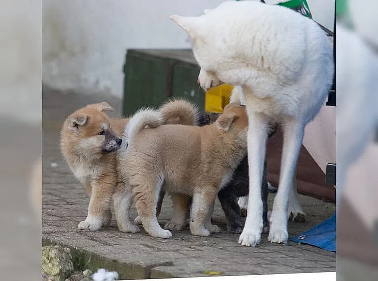 Akita inu čistokrevní pejsci bez PP
