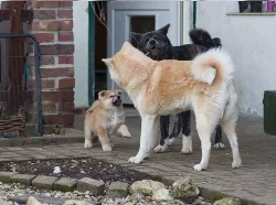 Akita inu čistokrevní pejsci bez PP