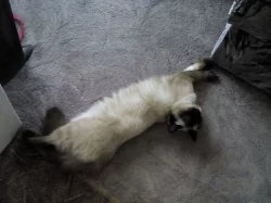 Hledáme Ragdoll krytí