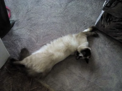 Hledáme Ragdoll krytí
