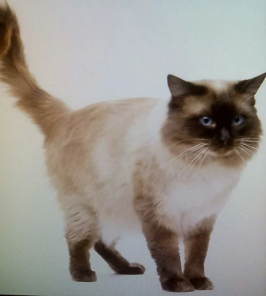 Hledáme Ragdoll krytí