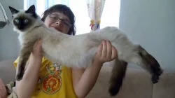 Hledáme Ragdoll krytí