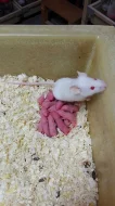 Zařízení na chov myší
