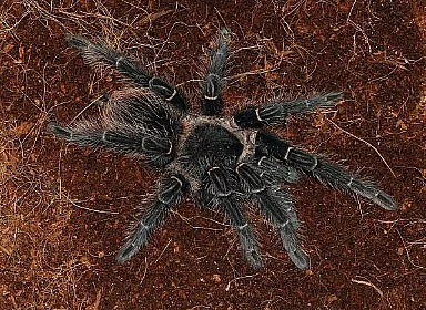 Lasiodora Parahybana