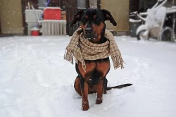 Štěňata, kříženci labradora, k odběru ihned