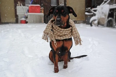 Štěňata, kříženci labradora, k odběru ihned