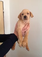 Štěňata, kříženci labradora, k odběru ihned