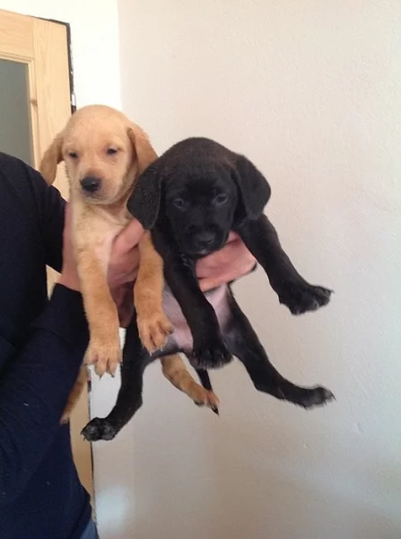 Štěňata, kříženci labradora, k odběru ihned