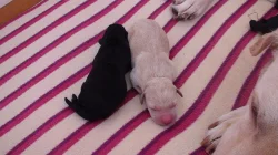 Štěňata Labradorského retrivra