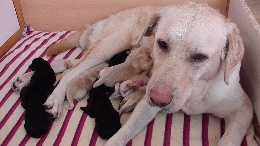 Štěňata Labradorského retrivra