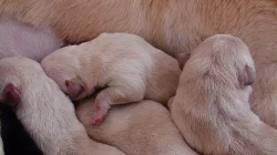 Štěňata Labradorského retrivra