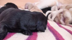 Štěňata Labradorského retrivra