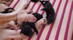 Štěňata Labradorského retrivra