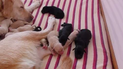 Štěňata Labradorského retrivra