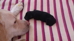 Štěňata Labradorského retrivra